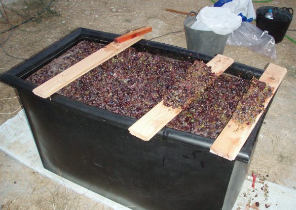 Pressed grapes