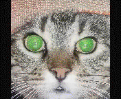 Dorry eyes animated gif 
