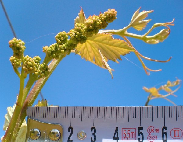 Liatiko grape buds prior to flowering