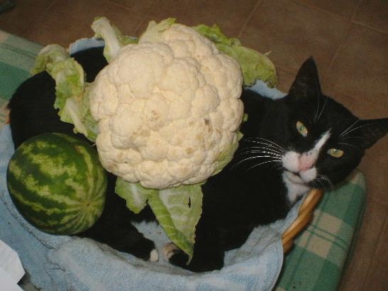 Melon cauli cat
