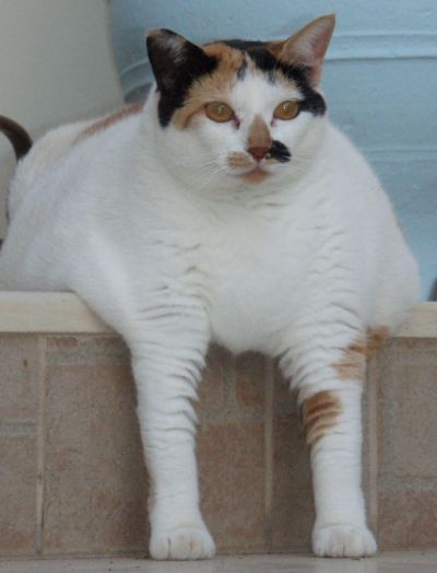 Fat cat