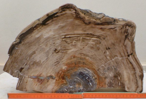 Cut and polished petrified tree trunk cross sectional slice with Opal filled cavity
