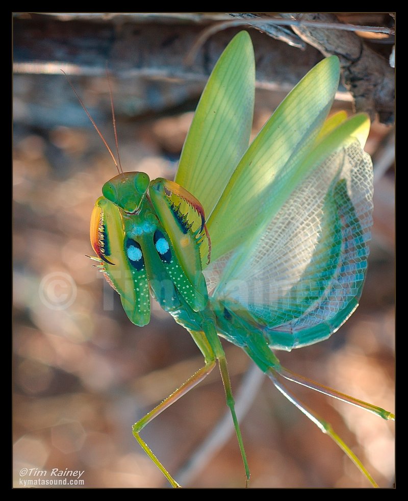 Preying Mantis