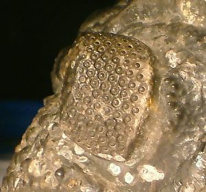 hexagonal holochroal compound eye detail