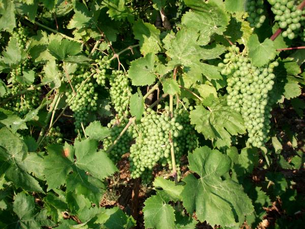 'Liatiko' grapes before turning red