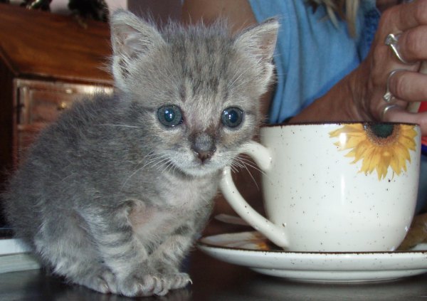 Kitten tea time