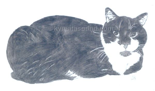 soft pencil drawing of my cat Tippy