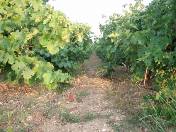 trellis grown vines in the summer